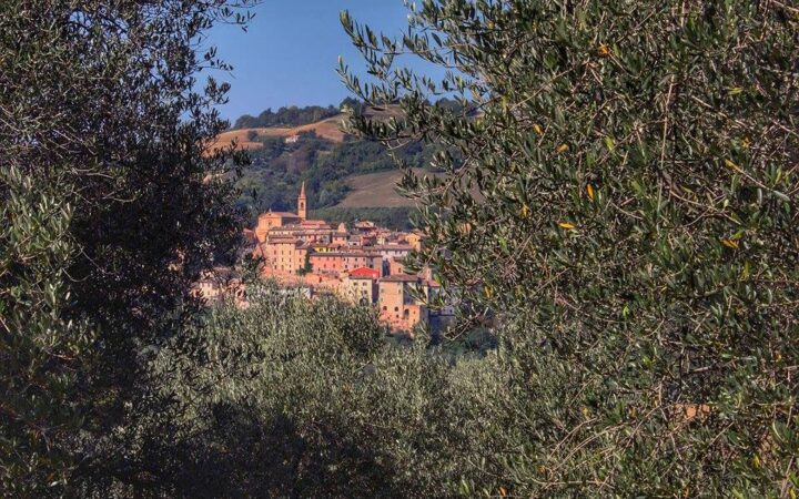 Una ricerca genetica sull’olivo storico della DOP Cartoceto